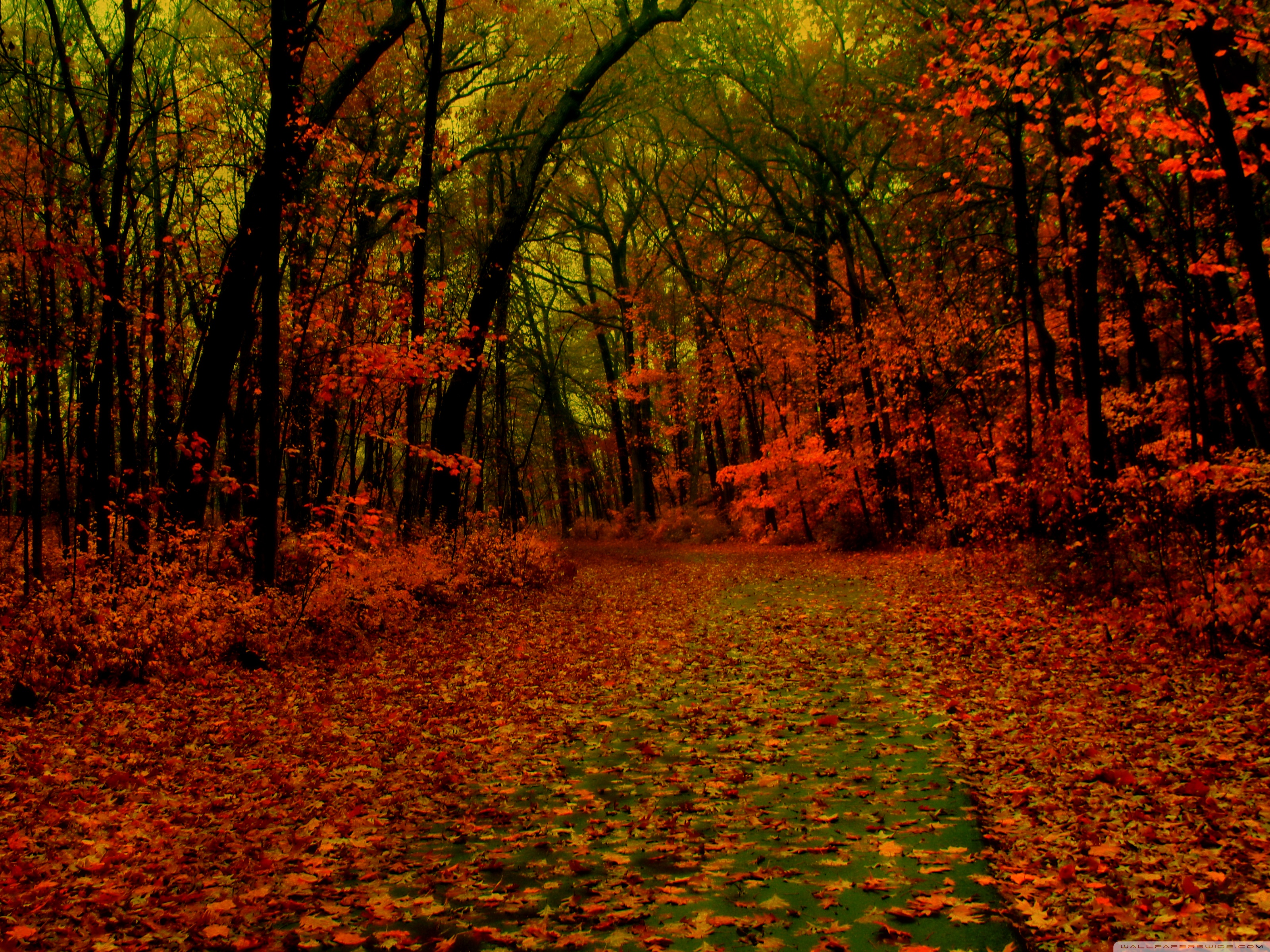 Красный золотой осень. Красный лес. Багряная осень. Красный осенний лес. Осенний рыжий лес.