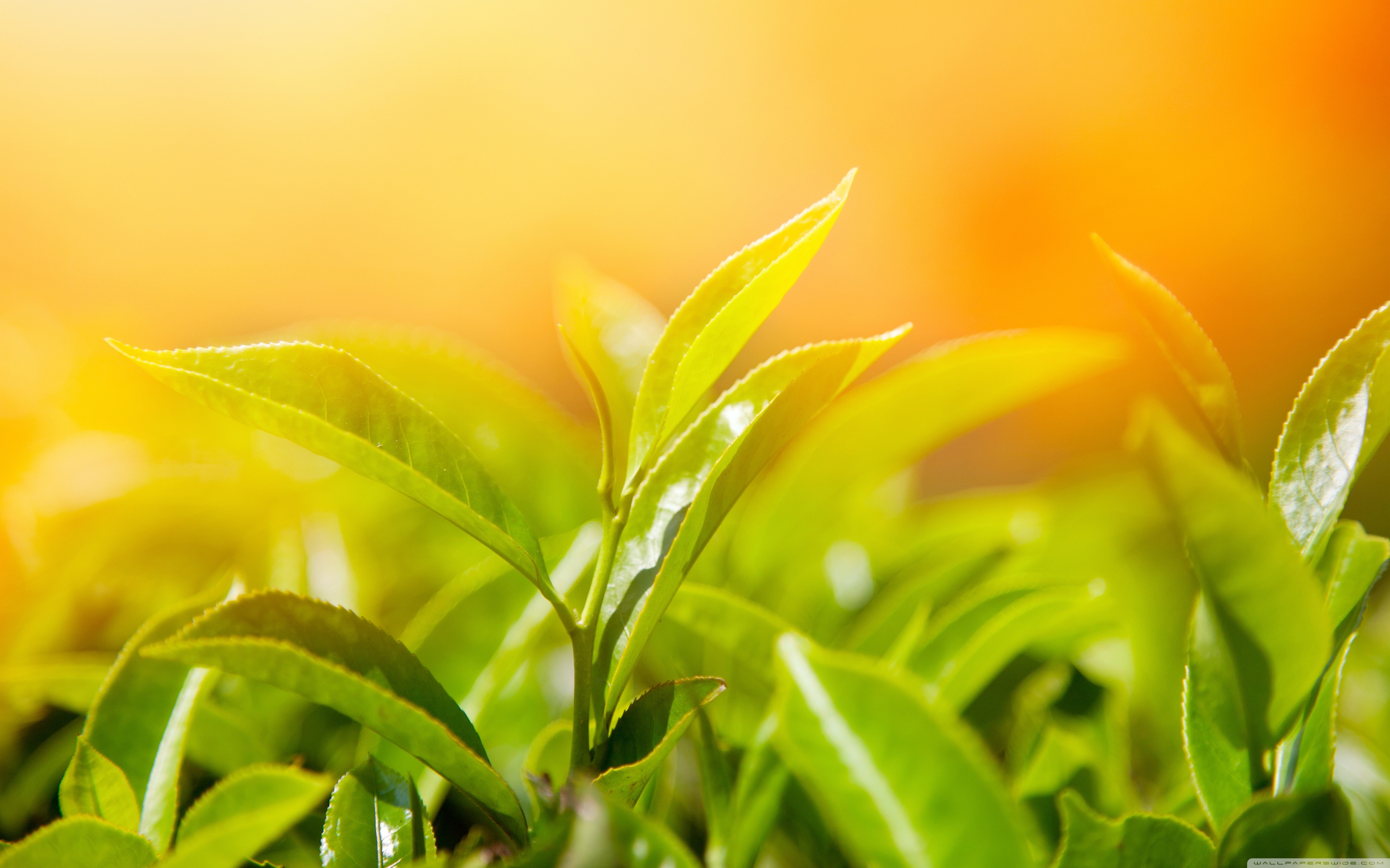 Чайная листва. Листья чая. Зеленый чай листья. Растение под солнцем. Солнце и растения.